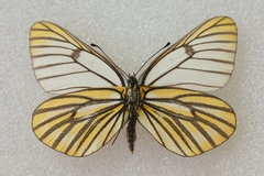 Aporia martineti