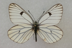 Aporia martineti
