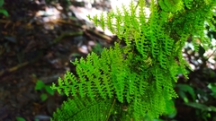 Trichomanes pedicellatum