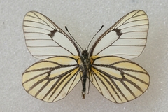 Aporia martineti