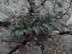 Cynara tournefortii