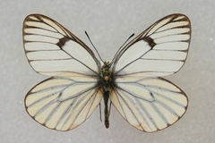 Aporia martineti