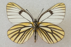Aporia martineti