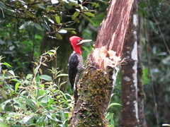 Campephilus robustus