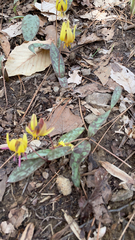 Erythronium umbilicatum
