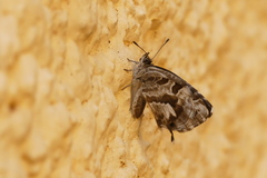Cacyreus marshalli