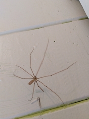 Pholcus phalangioides
