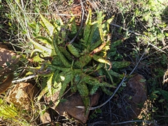 Aloe greatheadii