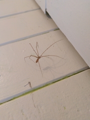 Pholcus phalangioides