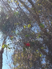 Passiflora miniata