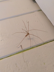 Pholcus phalangioides