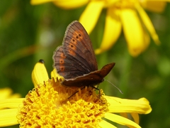 Erebia epiphron