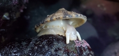 Diodora