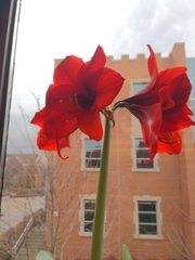 Hippeastrum hybridum