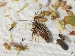 Horistus orientalis