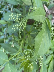 Sambucus