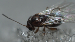 Druon quercuslanigerum fuscum