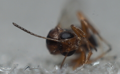 Druon quercuslanigerum fuscum