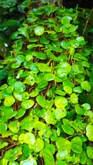 Peperomia serpens