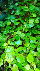 Peperomia serpens
