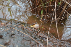 Pseudopaludicola canga