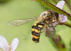 Lapposyrphus aberrantis