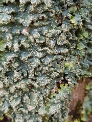 Punctelia subrudecta