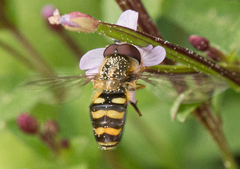 Lapposyrphus aberrantis