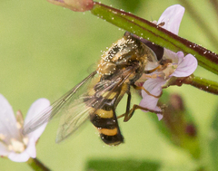 Lapposyrphus aberrantis
