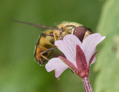 Lapposyrphus aberrantis