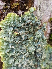 Punctelia subrudecta