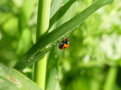 Coccinella algerica