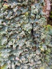 Punctelia subrudecta