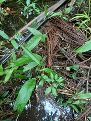 Spathiphyllum humboldtii