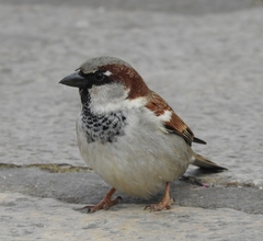 Passer domesticus