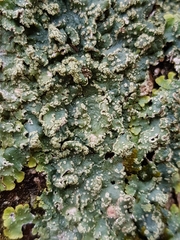 Punctelia subrudecta