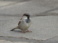 Passer domesticus