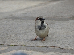 Passer domesticus