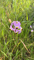 Primula clevelandii