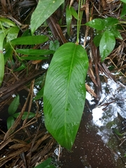 Spathiphyllum humboldtii