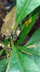 Eumachia kappleri