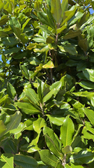 Magnolia grandiflora