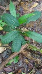 Eumachia kappleri