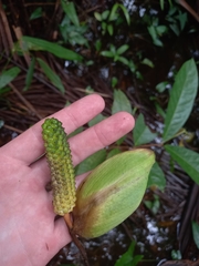Spathiphyllum humboldtii