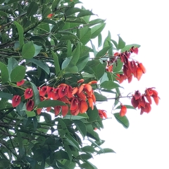 Erythrina crista-galli