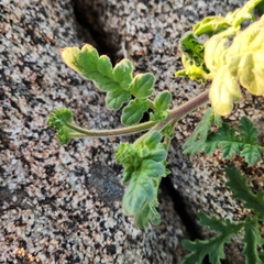 Phacelia