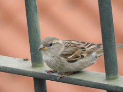 Passer domesticus