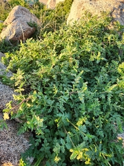Phacelia