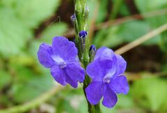 Stachytarpheta jamaicensis