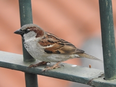 Passer domesticus